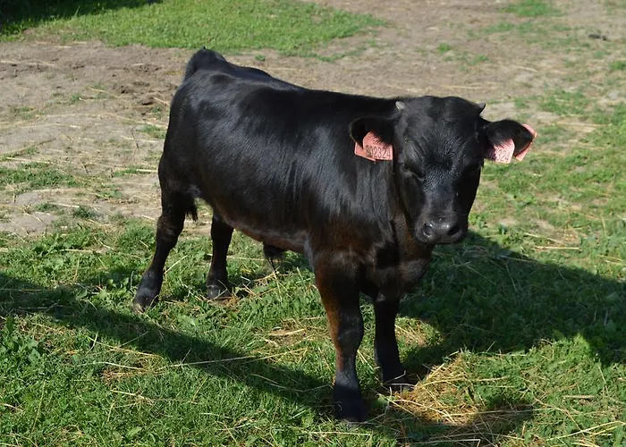 Διαμέρισμα Farma Moulisovych Nezvestice